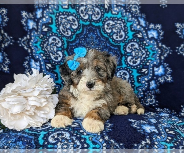 Medium Photo #6 Bernedoodle (Miniature) Puppy For Sale in OXFORD, PA, USA