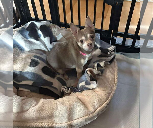 Medium Photo #9 Chihuahua-Unknown Mix Puppy For Sale in Boonton, NJ, USA