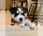 Small Photo #8 Siberian Husky Puppy For Sale in PROVIDENCE FORGE, VA, USA