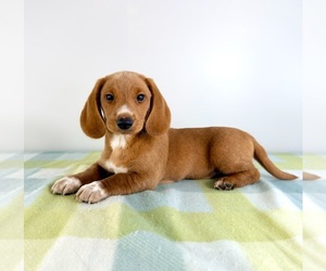 Dorgi Puppy for sale in GREENFIELD, IN, USA