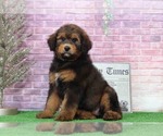 Small Photo #1 Bernedoodle Puppy For Sale in BEL AIR, MD, USA