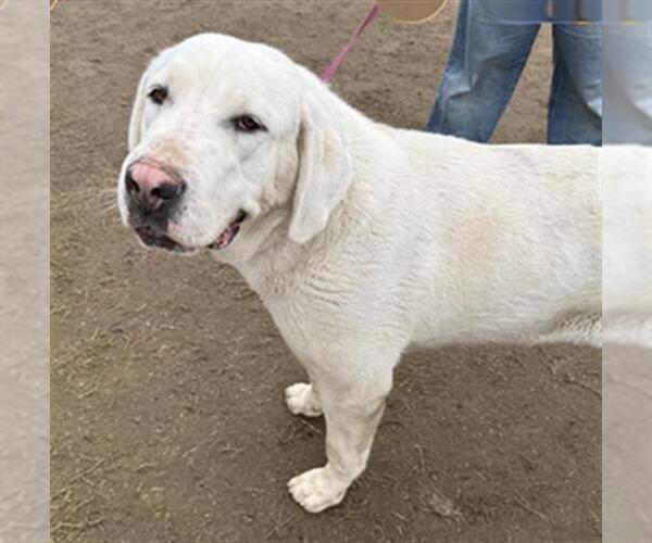 Medium Photo #1 Anatolian Pyrenees Puppy For Sale in Bakersfield, CA, USA