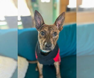 Mutt Dogs for adoption in Sandy, UT, USA