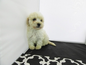 Maltipoo Puppy for sale in La Mirada, CA, USA