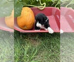Small Photo #13 Aussiedoodle Puppy For Sale in RUSSELL, IA, USA