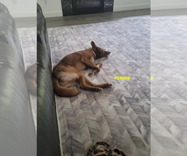 Medium Photo #1 Australian Kelpie-Siberian Husky Mix Puppy For Sale in Woodland Hills, CA, USA