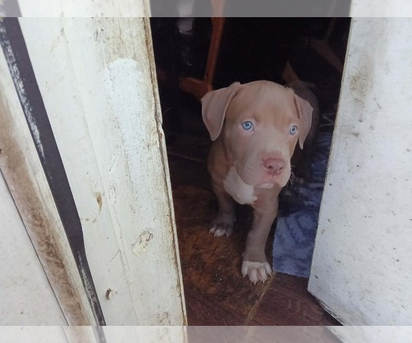 Medium Photo #2 American Pit Bull Terrier Puppy For Sale in FAYETTEVILLE, OH, USA