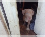 Small #1 American Pit Bull Terrier