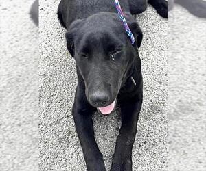 Labrador Retriever Dogs for adoption in Houston, TX, USA