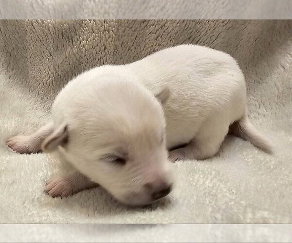 Medium Photo #2 Mutt Puppy For Sale in Olalla, WA, USA