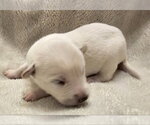 Small #1 Mutt