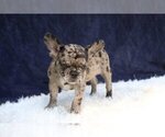 Small Photo #2 Bulldog Puppy For Sale in LOS ALAMOS, NM, USA