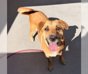 Mutt Dogs for adoption in Salinas, CA, USA