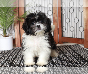 Shih Tzu Puppy for sale in NAPLES, FL, USA