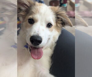 Great Pyrenees-Unknown Mix Dogs for adoption in Oak Bluffs, MA, USA