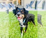 Small #1 Australian Shepherd