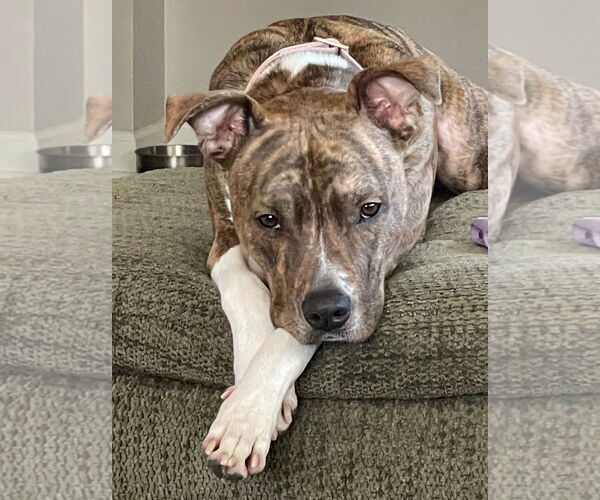 Medium Photo #5 American Staffordshire Terrier-Unknown Mix Puppy For Sale in Wheaton, IL, USA