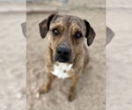 Small #2 Mountain Cur Mix