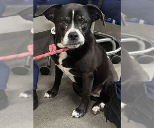 Boxer-Unknown Mix Dogs for adoption in Forestville, MD, USA