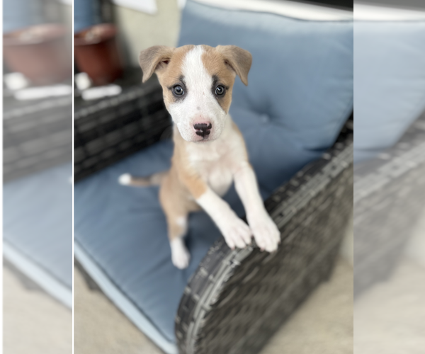 Medium Photo #3 Australian Shepherd-Unknown Mix Puppy For Sale in Newport Beach, CA, USA
