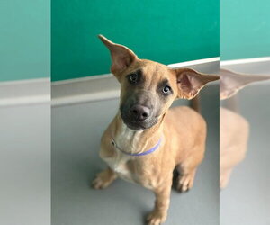 Bull Terrier-Unknown Mix Dogs for adoption in Visalia, CA, USA