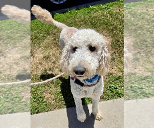 Poodle (Standard)-Unknown Mix Dogs for adoption in Newport Beach, CA, USA