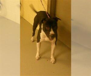 Mutt Dogs for adoption in Sanford, FL, USA