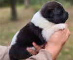 Small #4 Akita