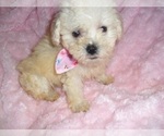 Small #2 Maltipoo (Toy)
