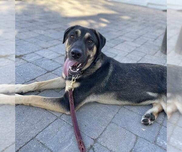 Medium Photo #2 Mutt Puppy For Sale in San Diego, CA, USA