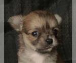 Image preview for Ad Listing. Nickname: Teacup Lucy
