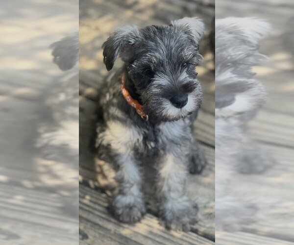 Medium Photo #1 Mutt Puppy For Sale in Dana Point, CA, USA
