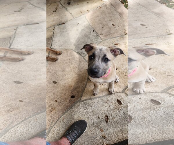 Medium Photo #8 Black Mouth Cur-Unknown Mix Puppy For Sale in Spring, TX, USA