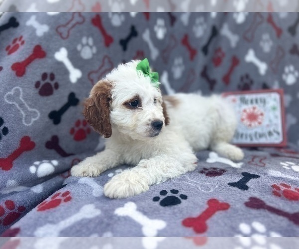 Medium Photo #3 Cock-A-Poo Puppy For Sale in LAKELAND, FL, USA