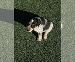 Small Photo #10 Australian Cattle Dog Puppy For Sale in BRIGGSDALE, CO, USA