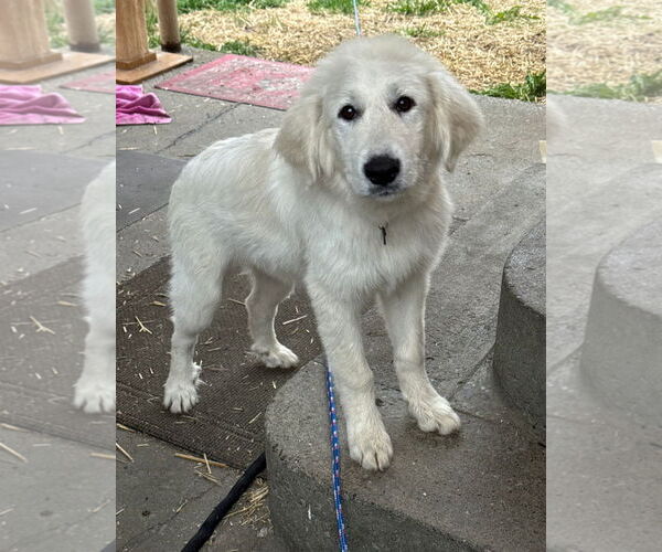 Medium Photo #1 Great Pyrenees Puppy For Sale in Croydon, NH, USA