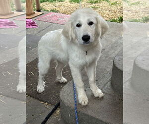 Great Pyrenees Dogs for adoption in Croydon, NH, USA
