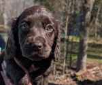 Small #6 Boykin Spaniel-Goldendoodle Mix