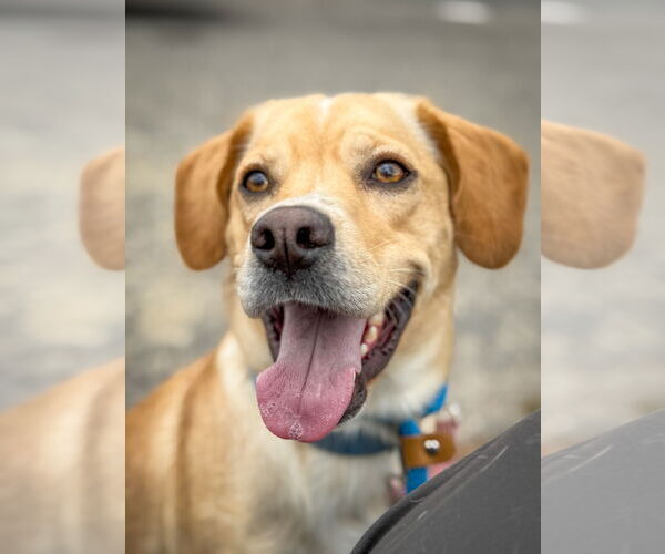 Medium Photo #2 Labrador Retriever-Unknown Mix Puppy For Sale in San Diego, CA, USA