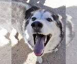 Small #3 Siberian Husky