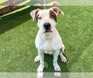 Bullboxer Pit Dogs for adoption in Orange, CA, USA