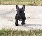 Small French Bulldog