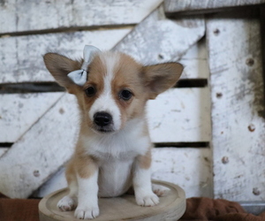 Pembroke Welsh Corgi-Pomeranian Mix Puppy for sale in HONEY BROOK, PA, USA