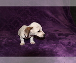 Small #17 Dachshund