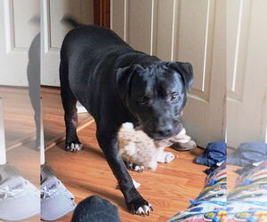 American Pit Bull Terrier-Unknown Mix Dogs for adoption in Rootstown, OH, USA
