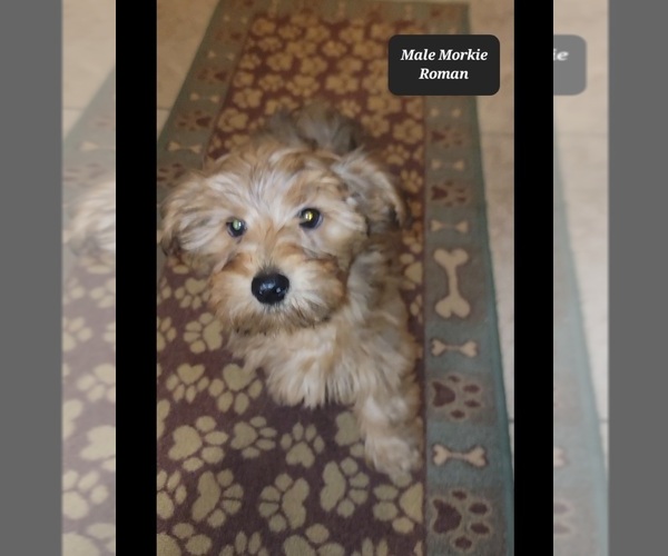 Medium Photo #3 Morkie Puppy For Sale in TUCSON, AZ, USA