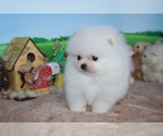 Small Photo #6 Pomeranian Puppy For Sale in DALLAS, TX, USA