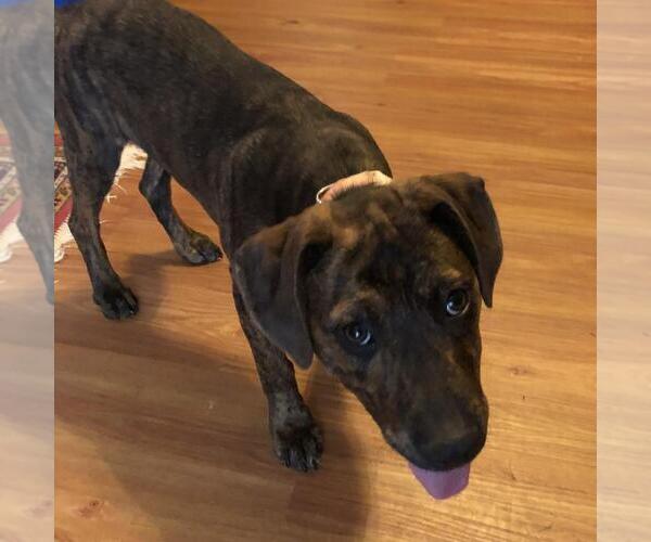 Medium Photo #8 Labrador Retriever-Unknown Mix Puppy For Sale in Yardley, PA, USA