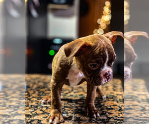 Boston Terrier Puppy for Sale in ALPHARETTA, Georgia USA