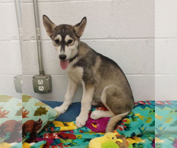 Medium Photo #3 - Mix Puppy For Sale in York, SC, USA